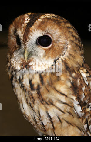 Allocco Strix aluco Foto Stock