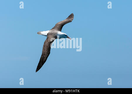 Volwassen Wenkbrauwalbatros in vlucht, adulto nero-browed Albatross in volo Foto Stock