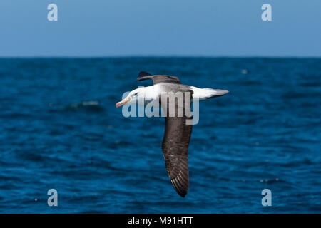 Volwassen Wenkbrauwalbatros in vlucht, adulto nero-browed Albatross in volo Foto Stock