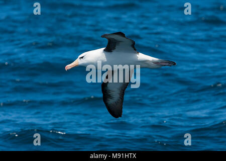 Volwassen Wenkbrauwalbatros in vlucht, adulto nero-browed Albatross in volo Foto Stock