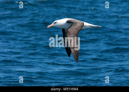 Volwassen Wenkbrauwalbatros in vlucht, adulto nero-browed Albatross in volo Foto Stock