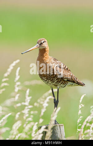 Grutto staand op een houten paal, nero-tailed Godwit appollaiato su un palo di legno Foto Stock