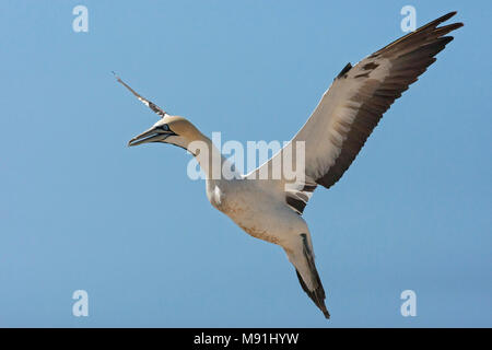 Kaapse Jan-van-gent in vlucht, Cape Gannet in volo Foto Stock