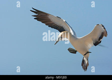 Kaapse Jan-van-gent in vlucht, Cape Gannet in volo Foto Stock