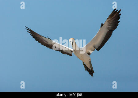 Kaapse Jan-van-gent in vlucht, Cape Gannet in volo Foto Stock