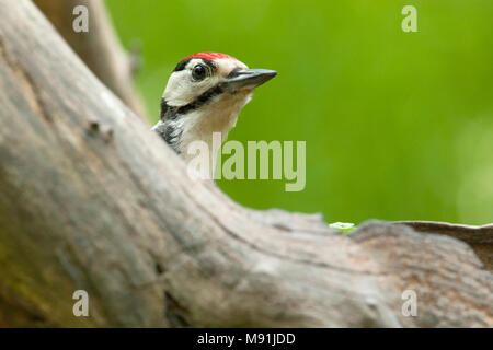 Juveniele Grote Bonte Specht over een boomstam kijkend, capretti Picchio rosso maggiore guardando da dietro un tronco di albero Foto Stock