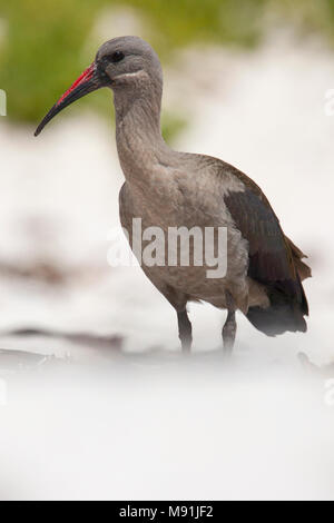 Adulte Hadada-ibis, Adulti Hadada Ibis Foto Stock