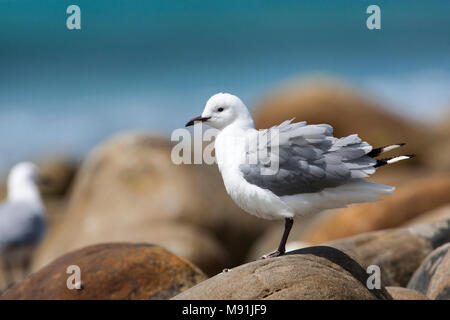 Veren verzorgende Hartlaubs Meeuw, Hartlaub il gabbiano preening Foto Stock