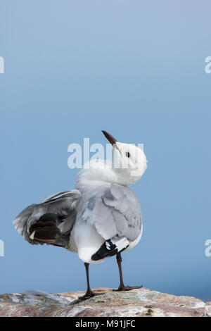 Veren verzorgende Hartlaubs Meeuw, Hartlaub il gabbiano preening Foto Stock