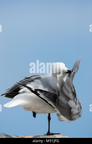 Veren verzorgende Hartlaubs Meeuw, Hartlaub il gabbiano preening Foto Stock