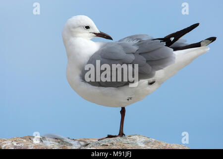 Veren verzorgende Hartlaubs Meeuw, Hartlaub il gabbiano preening Foto Stock