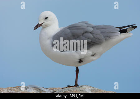 Veren verzorgende Hartlaubs Meeuw, Hartlaub il gabbiano preening Foto Stock