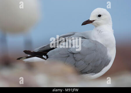 Veren verzorgende Hartlaubs Meeuw, Hartlaub il gabbiano preening Foto Stock