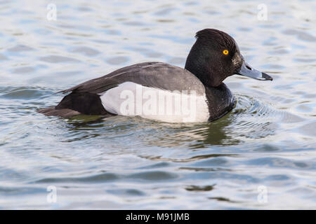 Ibrido Kuifeend x Tafeleend, ibrido Moretta x comune Pochard Foto Stock