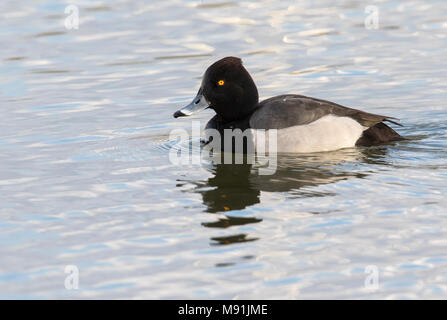 Ibrido Kuifeend x Tafeleend, ibrido Moretta x comune Pochard Foto Stock