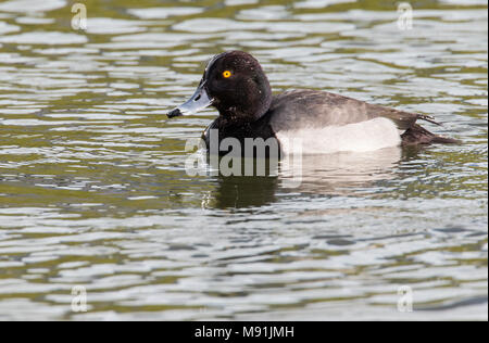 Ibrido Kuifeend x Tafeleend, ibrido Moretta x comune Pochard Foto Stock