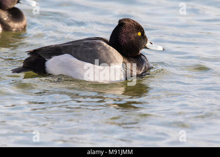 Ibrido Kuifeend x Tafeleend, ibrido Moretta x comune Pochard Foto Stock