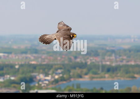 In Slechtvalk vlucht boven stad, Falco Pellegrino in volo sopra la città Foto Stock