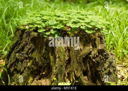 Legno comune sorrel crescente sul vecchio ceppo nella foresta. Vecchio albero moncone è coperto di legno foglie di acetosella, vista laterale Foto Stock