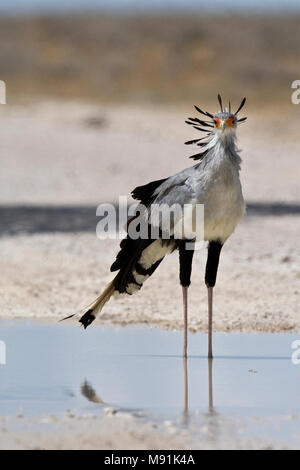 Secretarisvogel in acqua plas, Secretarybird nel foro per l'acqua Foto Stock