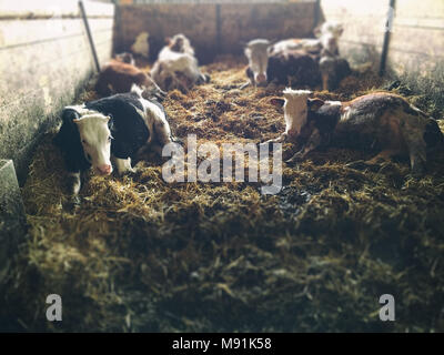 Le mucche giacciono in un granaio Foto Stock