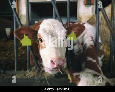 Coda di vacca è guardando nella telecamera Foto Stock