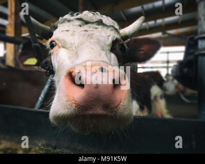 Coda di vacca è guardando nella telecamera Foto Stock