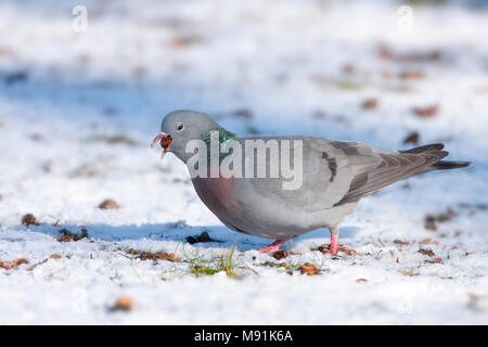 Holenduif foeragerend in de sneeuw, Stock Colomba rovistando nella neve Foto Stock