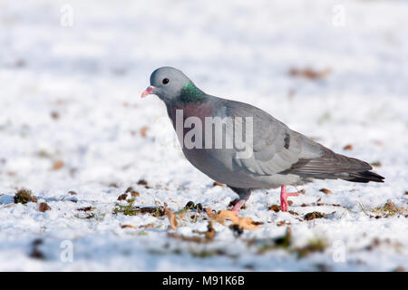 Holenduif foeragerend in de sneeuw, Stock Colomba rovistando nella neve Foto Stock