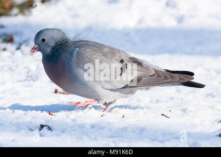 Holenduif foeragerend in de sneeuw, Stock Colomba rovistando nella neve Foto Stock