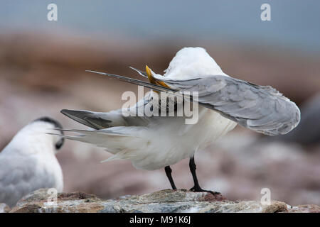 Poetsende Grote Kuifstern, Preening Swift Tern Foto Stock