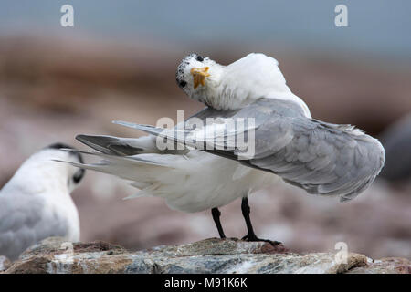 Poetsende Grote Kuifstern, Preening Swift Tern Foto Stock