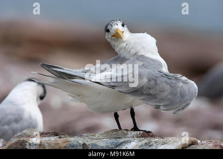 Poetsende Grote Kuifstern, Preening Swift Tern Foto Stock