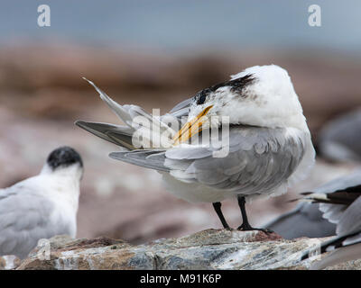 Poetsende Grote Kuifstern, Preening Swift Tern Foto Stock