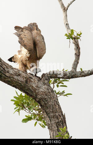 Witruggier zittend nel braccio, bianco-backed Vulture arroccato nella struttura ad albero Foto Stock