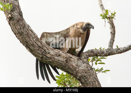 Witruggier zittend nel braccio, bianco-backed Vulture arroccato nella struttura ad albero Foto Stock