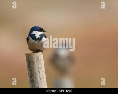 Adulte Witkeelzwaluw, adulto bianco-throated Swallow Foto Stock