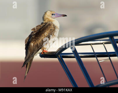 Verdwaalde Roodpootgent in Spanje, vagabonda rosso-footed Booby in Spagna Foto Stock