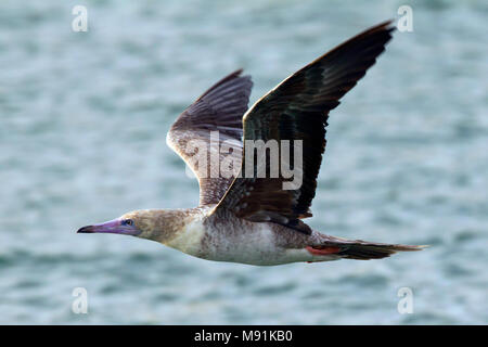 Verdwaalde Roodpootgent in Spanje, vagabonda rosso-footed Booby in Spagna Foto Stock