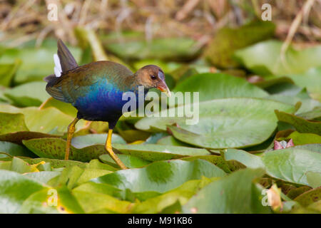 Verdwaalde Amerikaans Purperhoen in Lisbona; Vagrant Pollo Sultano (Porphyrio martinicus) a Lisbona, Portogallo Foto Stock