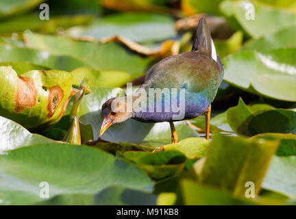 Verdwaalde Amerikaans Purperhoen in Lisbona; Vagrant Pollo Sultano (Porphyrio martinicus) a Lisbona, Portogallo Foto Stock