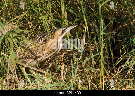 Roerdomp jaagt langs rietkraag, Tarabuso caccia in reedbed Foto Stock