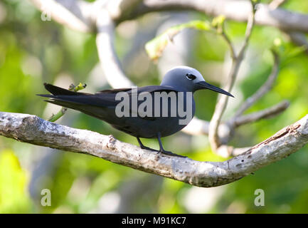 Kleine Noddy zittend op een tak, Lesser Noddy appollaiato su un ramo Foto Stock