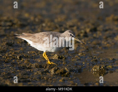 Primo-inverno grigio-tailed Tattler (Tringa brevipes), come una vagabonda su Terceira Foto Stock