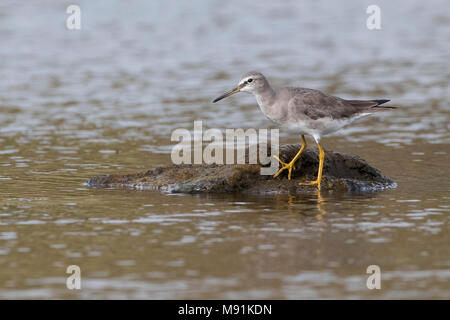 Primo-inverno grigio-tailed Tattler (Tringa brevipes), come una vagabonda su Terceira Foto Stock