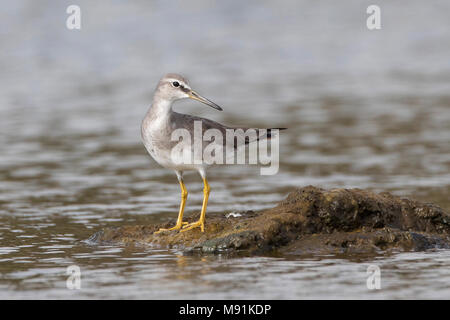 Primo-inverno grigio-tailed Tattler (Tringa brevipes), come una vagabonda su Terceira Foto Stock