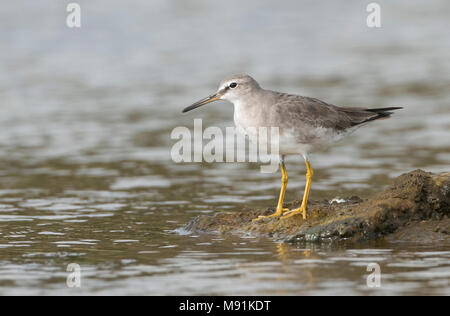 Primo-inverno grigio-tailed Tattler (Tringa brevipes), come una vagabonda su Terceira Foto Stock