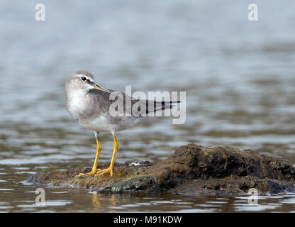 Primo-inverno grigio-tailed Tattler (Tringa brevipes), come una vagabonda su Terceira Foto Stock