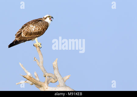 Roepende Visarend, Osprey chiamando Foto Stock