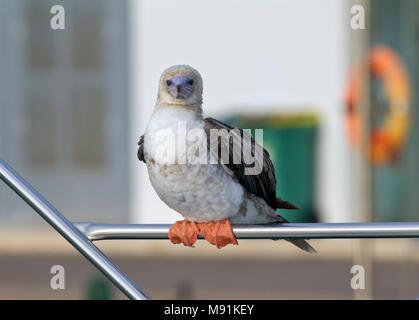 Verdwaalde Roodpootgent in Spanje, vagabonda rosso-footed Booby in Spagna Foto Stock